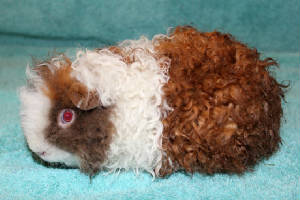 alpaca guinea pig for sale